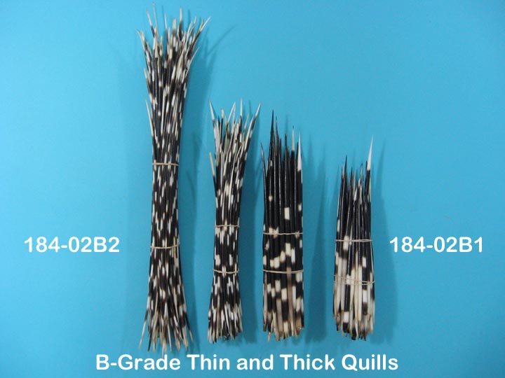 2000 THIN Porcupine Quills store